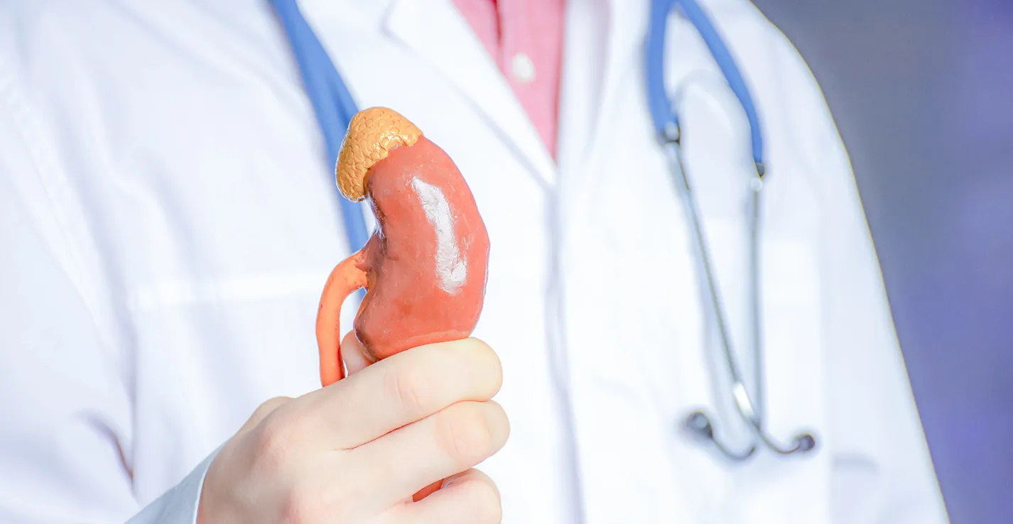 Especialidades em Urologia Pessoa segurando uma miniatura de rim de plástico